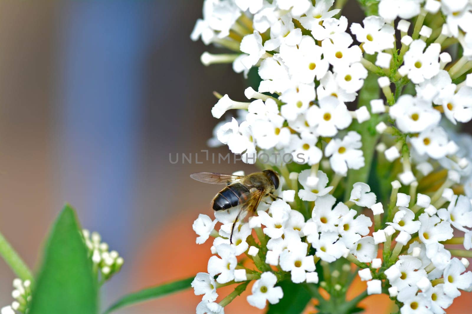 Bee-like hover fly   (  Eristalis  )  on white summer lilac with copy space