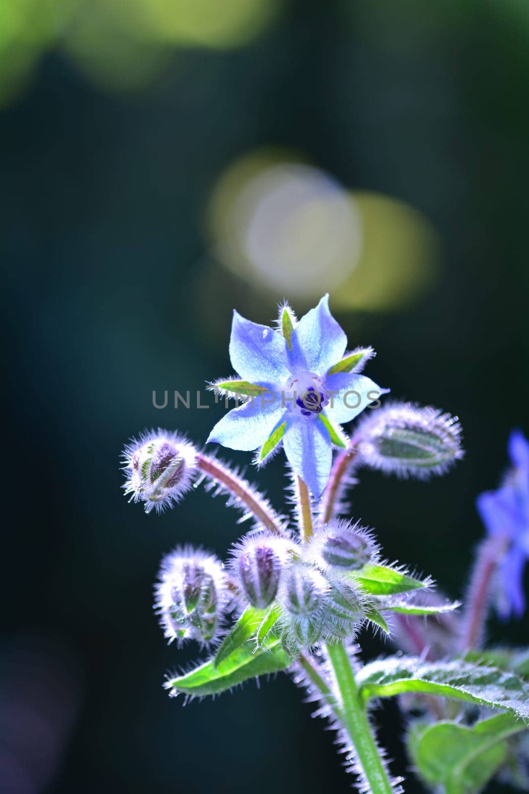 A  borage flowers    (  Borago officinalis  )  in the back light , in the garden in front of green nature with bokeh and plenty of copy space