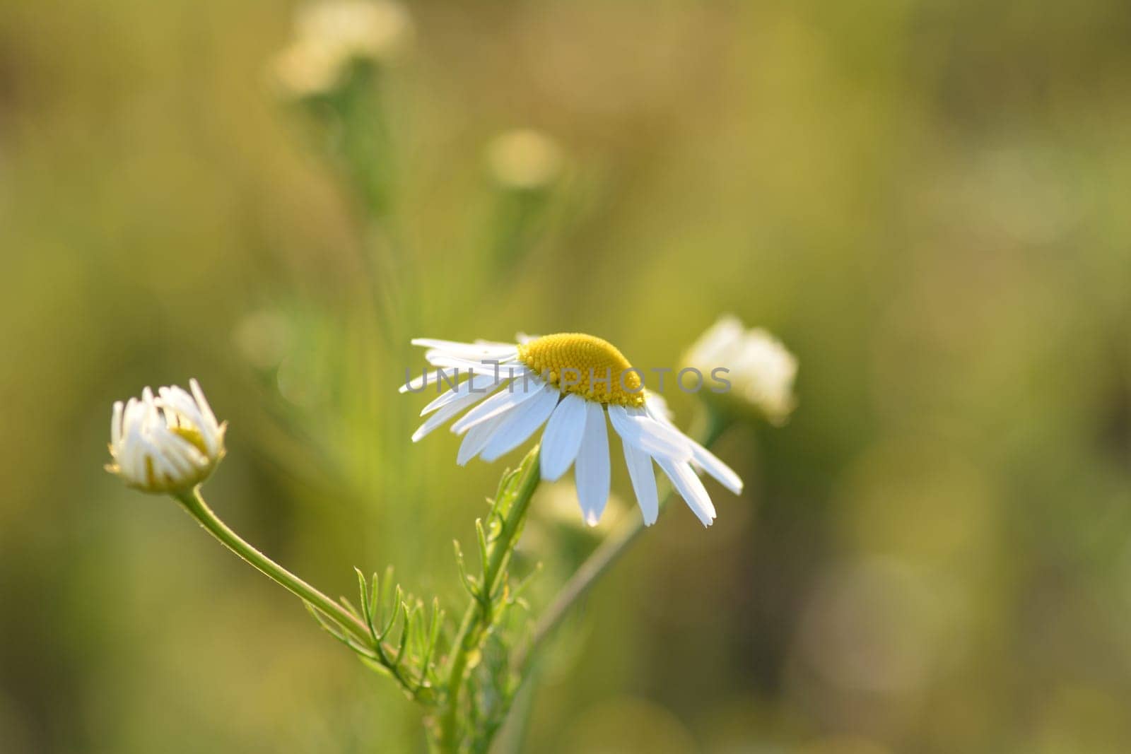 A  beautiful Camomile flowers against green nature background with copy space