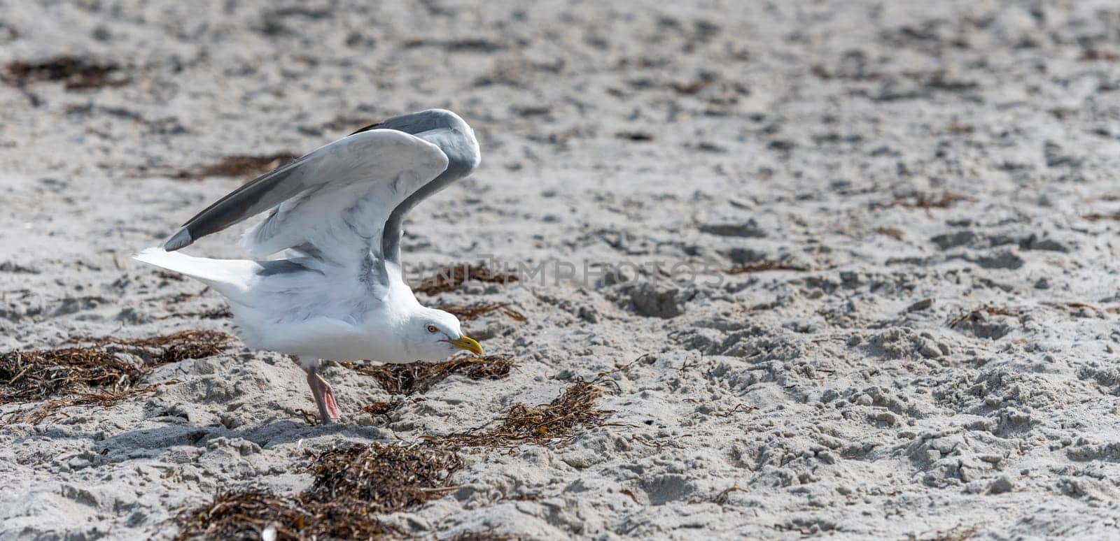White Herring Gull flies over sandy beach of the Baltic Sea with waves and blue sky
