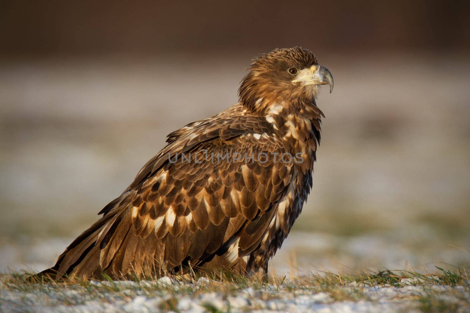 Juvenile white-tailed eagle, haliaeetus albicilla, in winter sitting on a snow covered ground. Wildlife scenery with wild bird of prey.