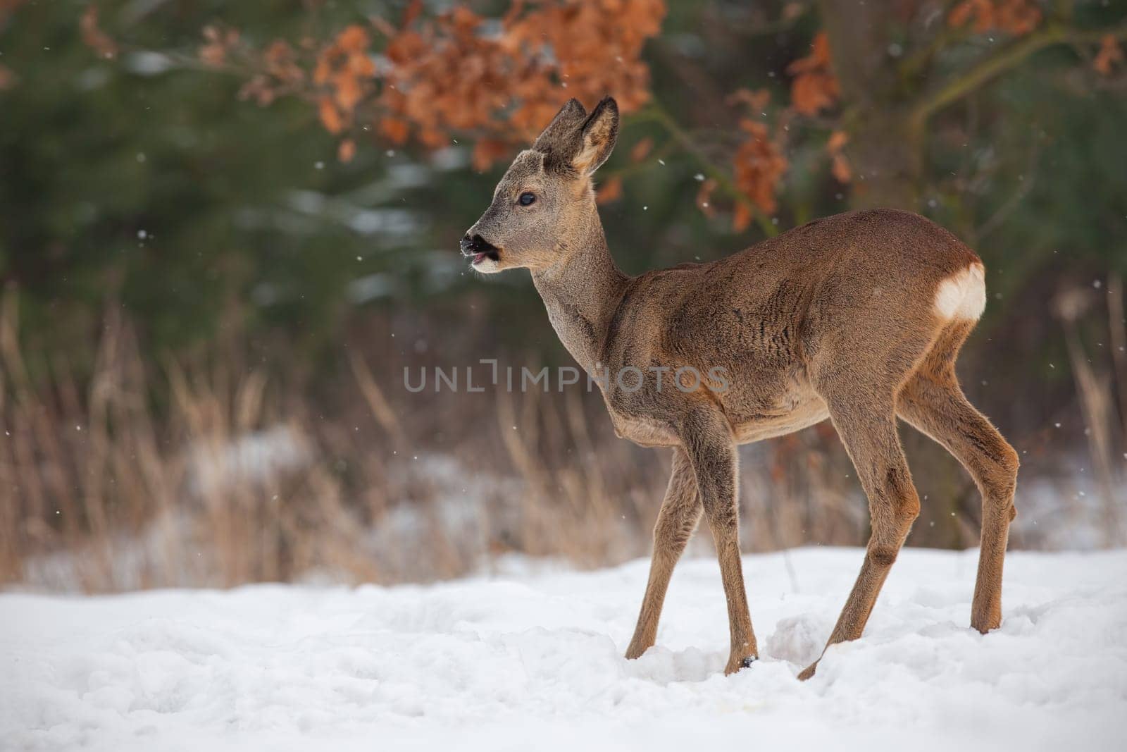 Young roe deer, capreolus capreolus, buck standing in snow in winter with first antlers growing. Wild animal in freezing environment. Cold wildlife scenery.