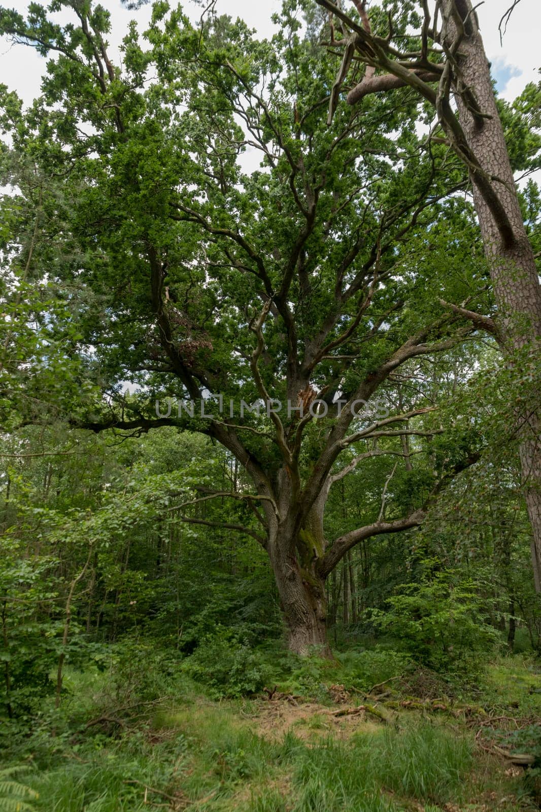 Very old oak tree in a German Moor forest landscape with fern, grass and deciduous trees in summer