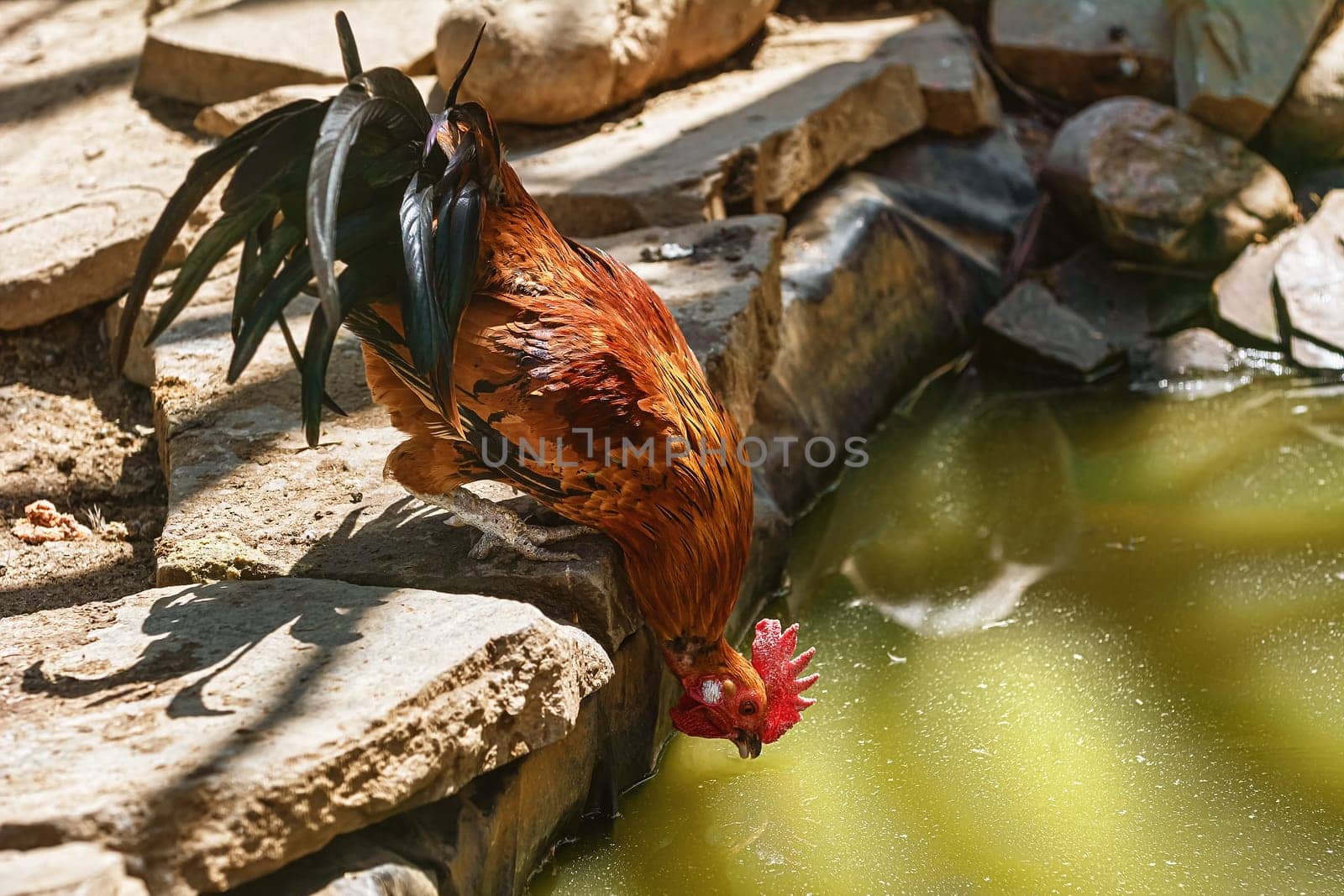 Rooster drinks water from the pond