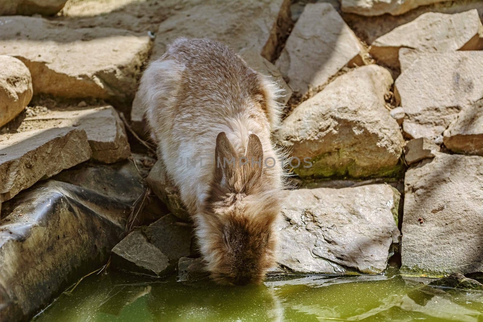 Rabbit drinks water from the pond