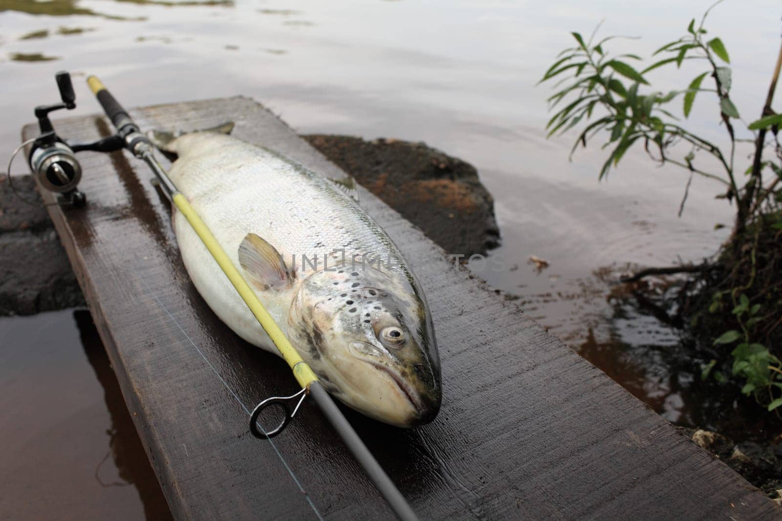 trophy catch big trout fish rod close to