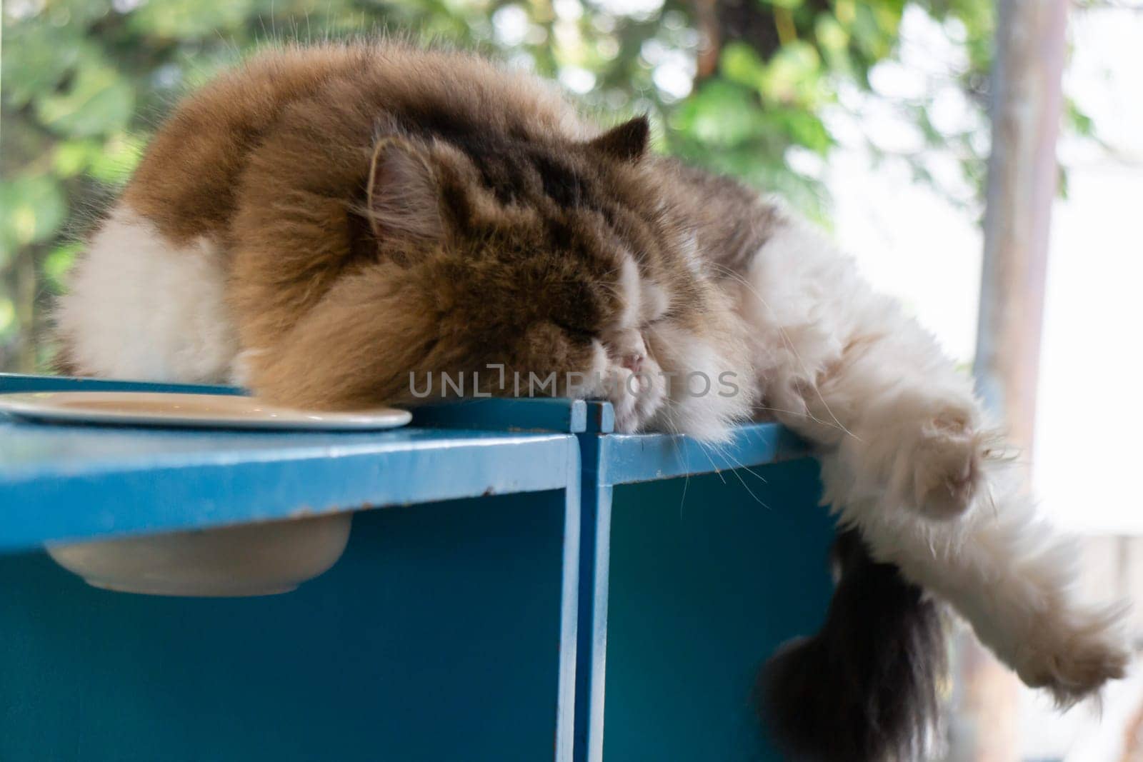 Domestic cat chilled in coffee shop, stock photo