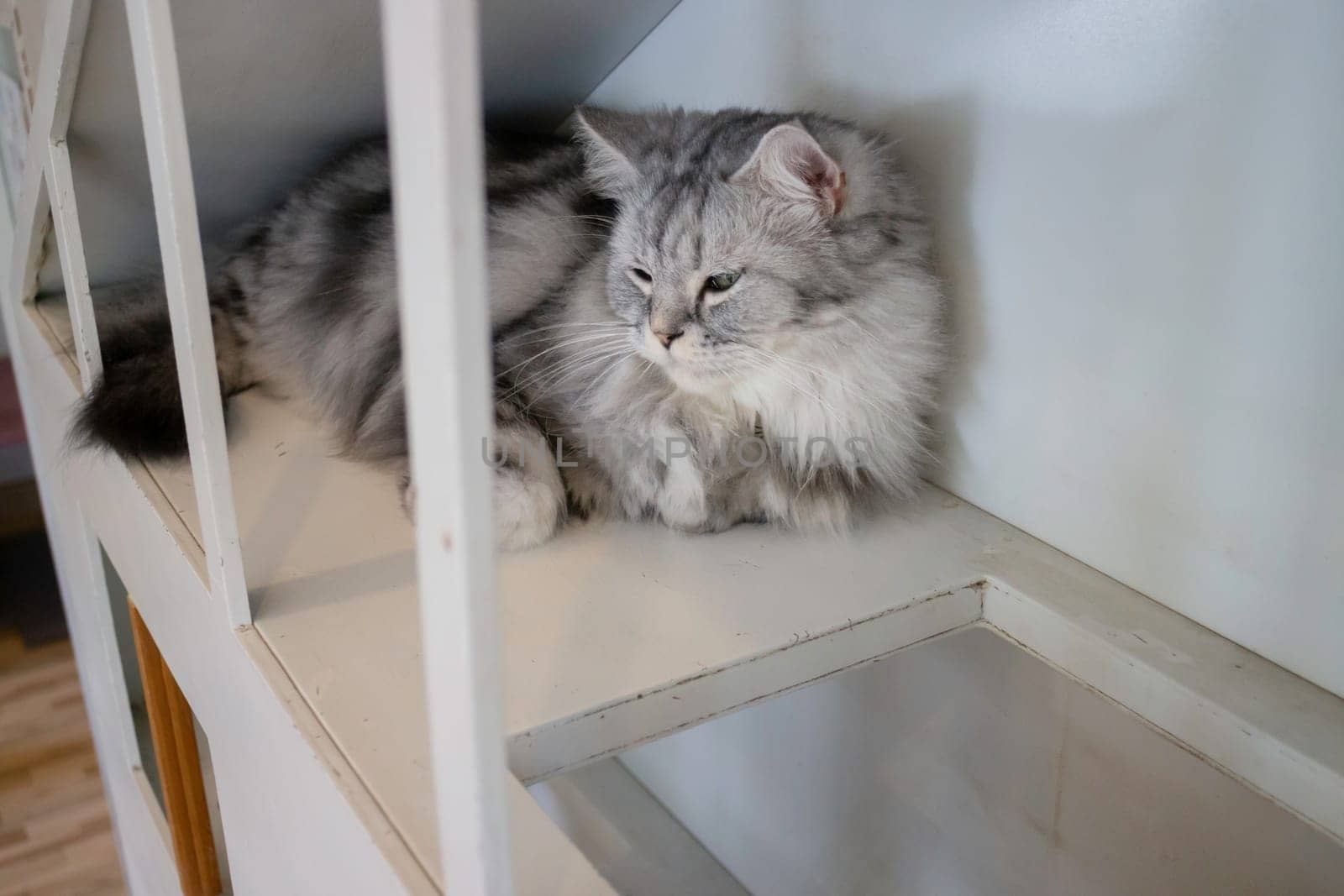 Domestic cat chilled in coffee shop, stock photo