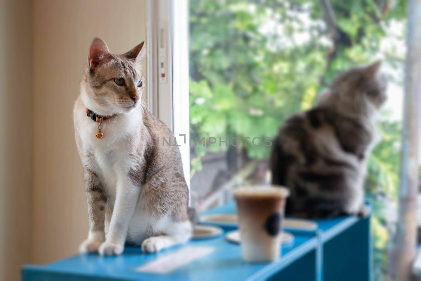 Domestic cat chilled in coffee shop, stock photo