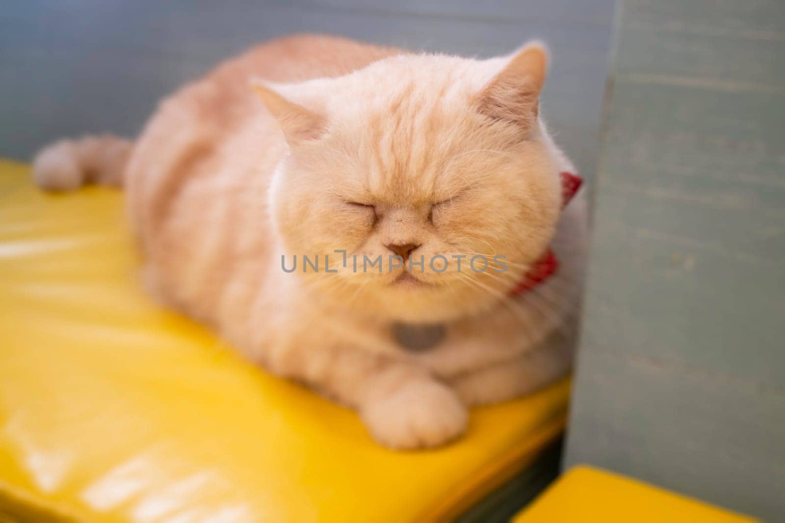 Domestic cat chilled in coffee shop, stock photo