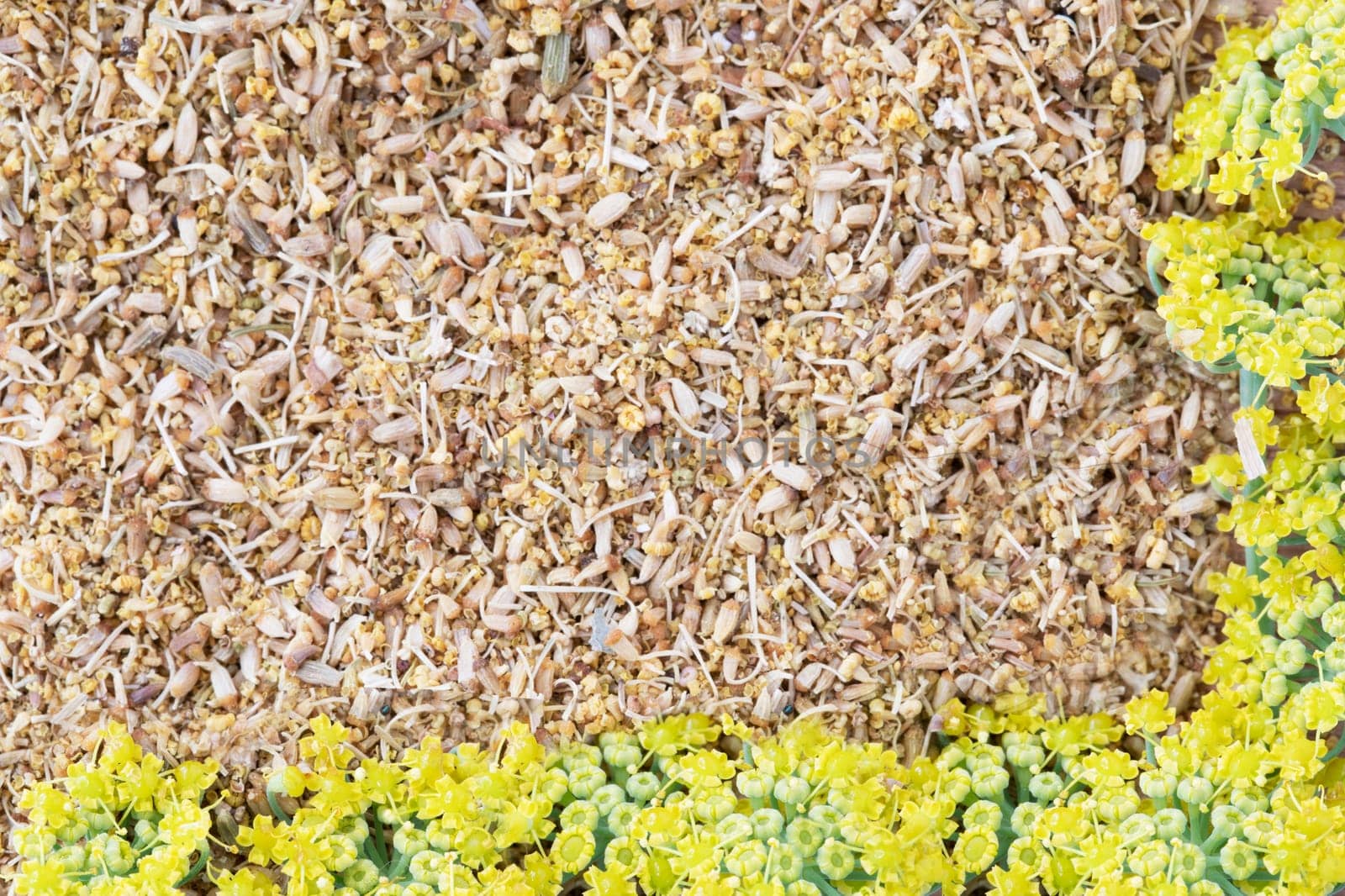 Texture or background of fennel pollen with fennel flowers aour two sides of the image.