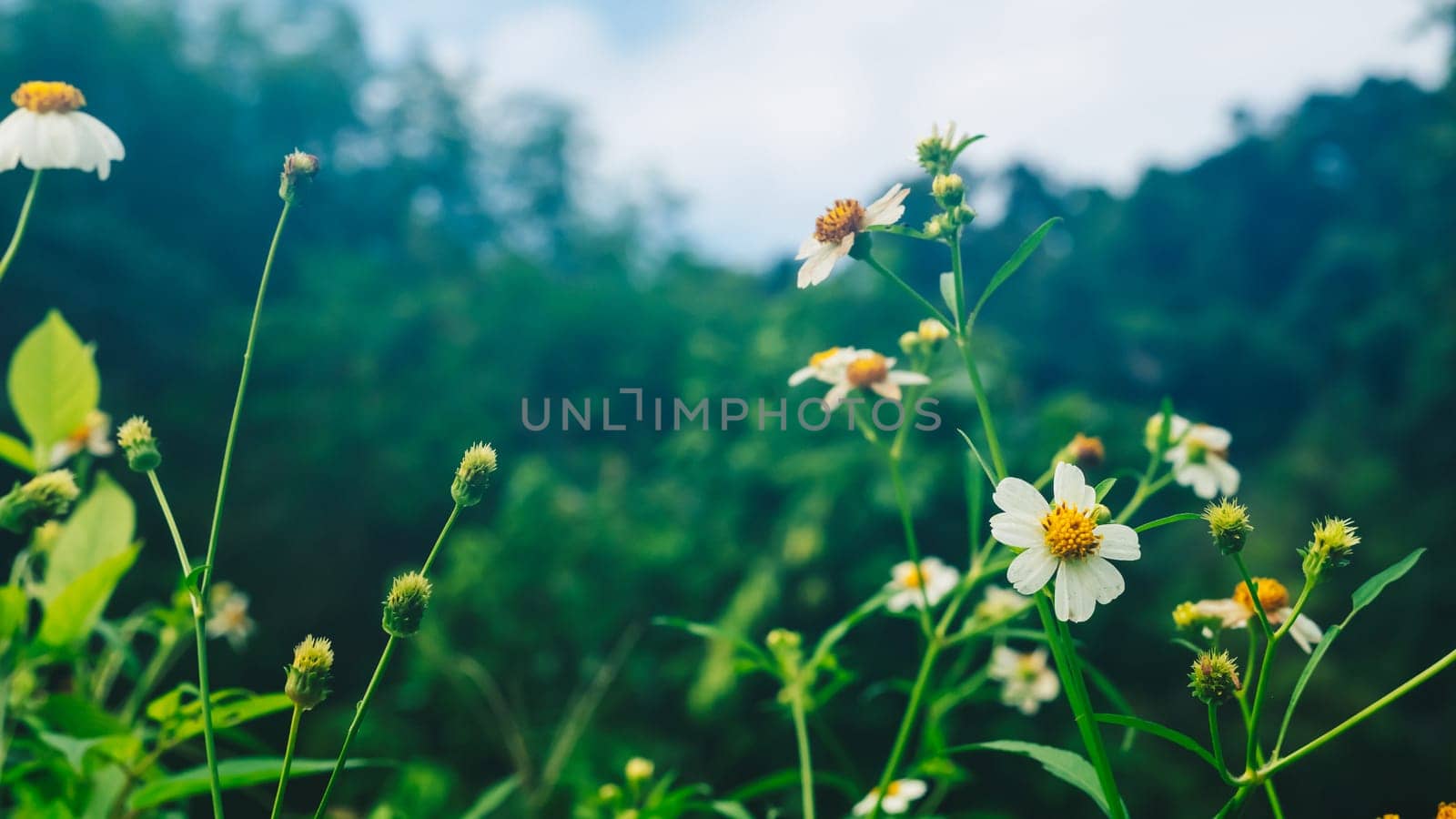 Summer mood background. Energy of Magic wild flora and fauna. Flowers, grass, butterflies.