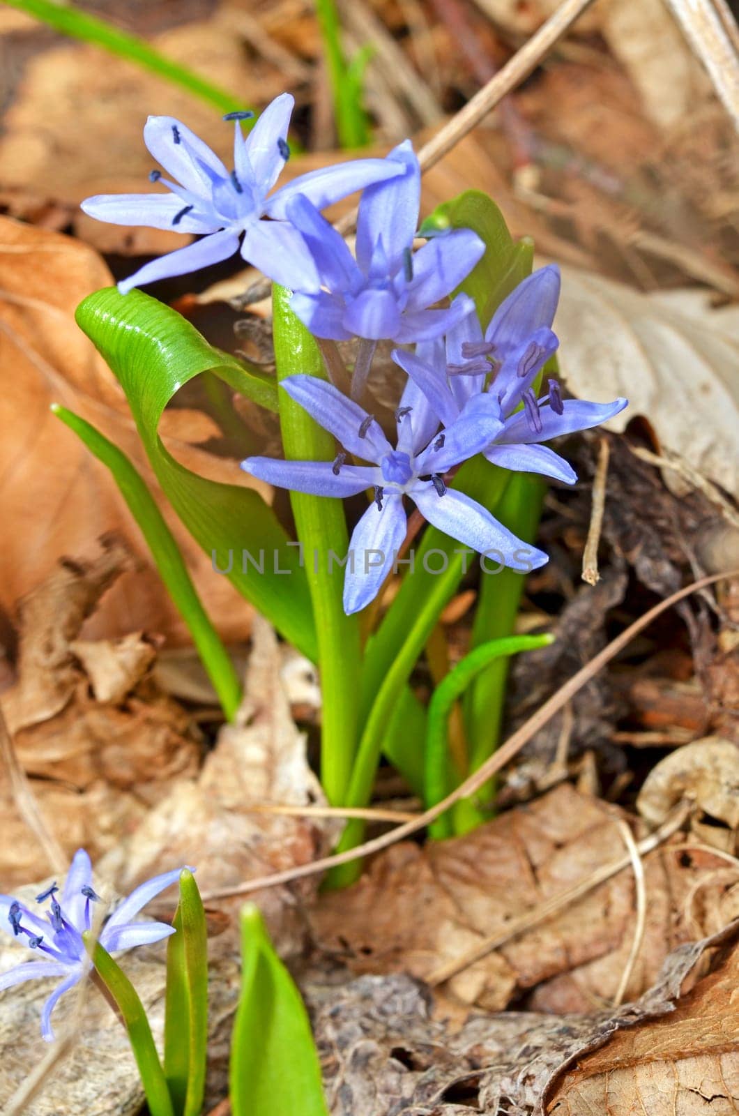Scilla