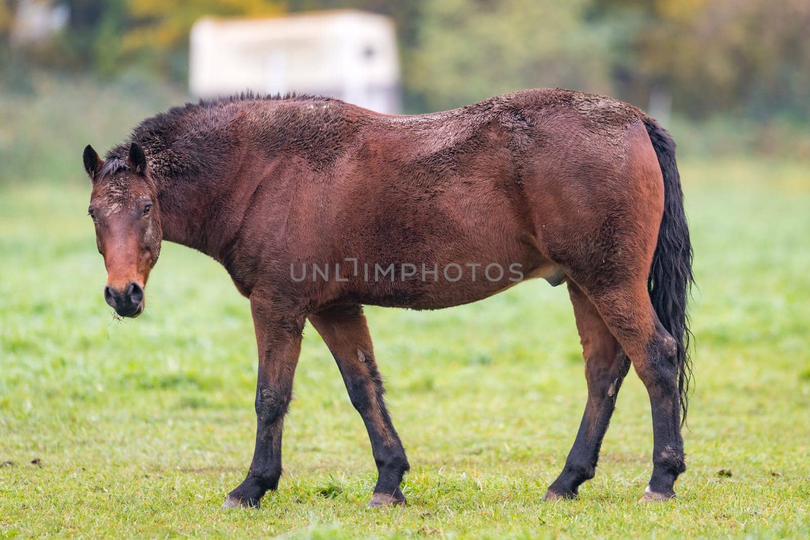 Brown horse with dirty fur is standing on a meadow in front of blurred background