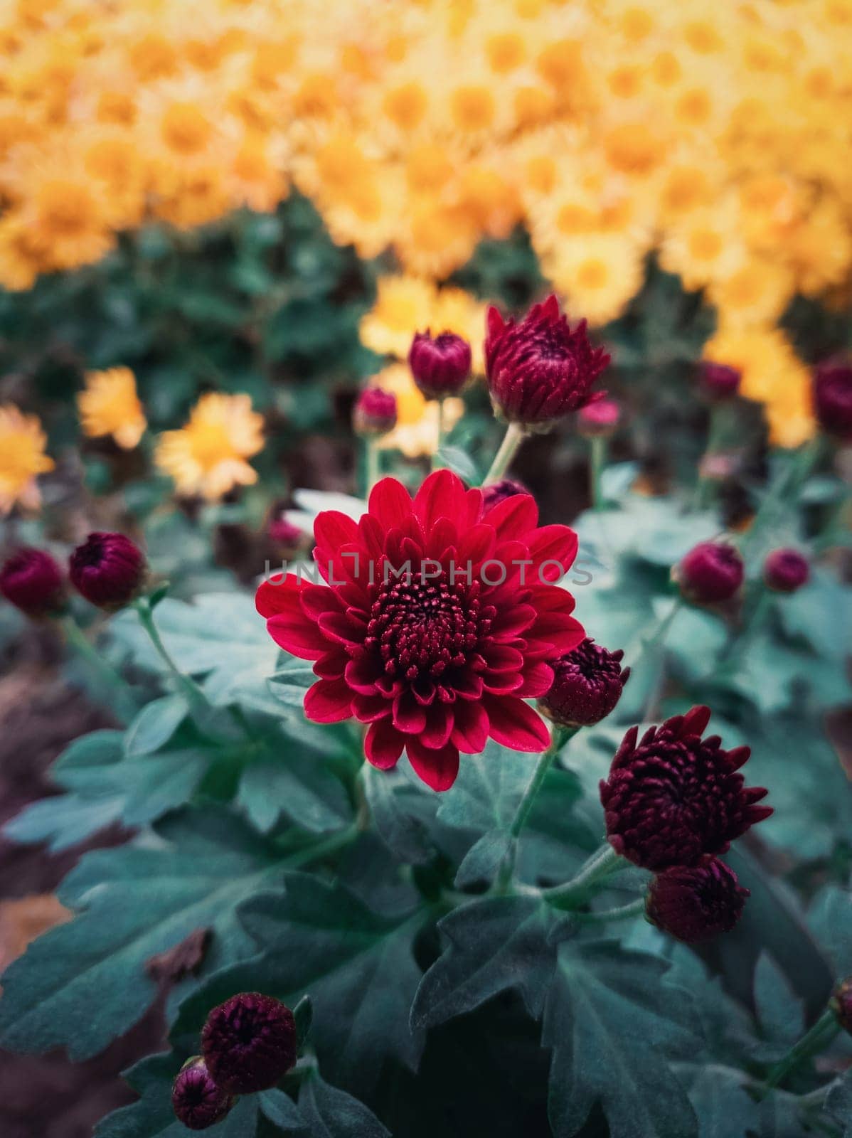 Close up of red chrysanthemums buds flowering in the garden. Blooming autumn flowers nature background. Vertical shot with blossoming crimson color chrysanths.
