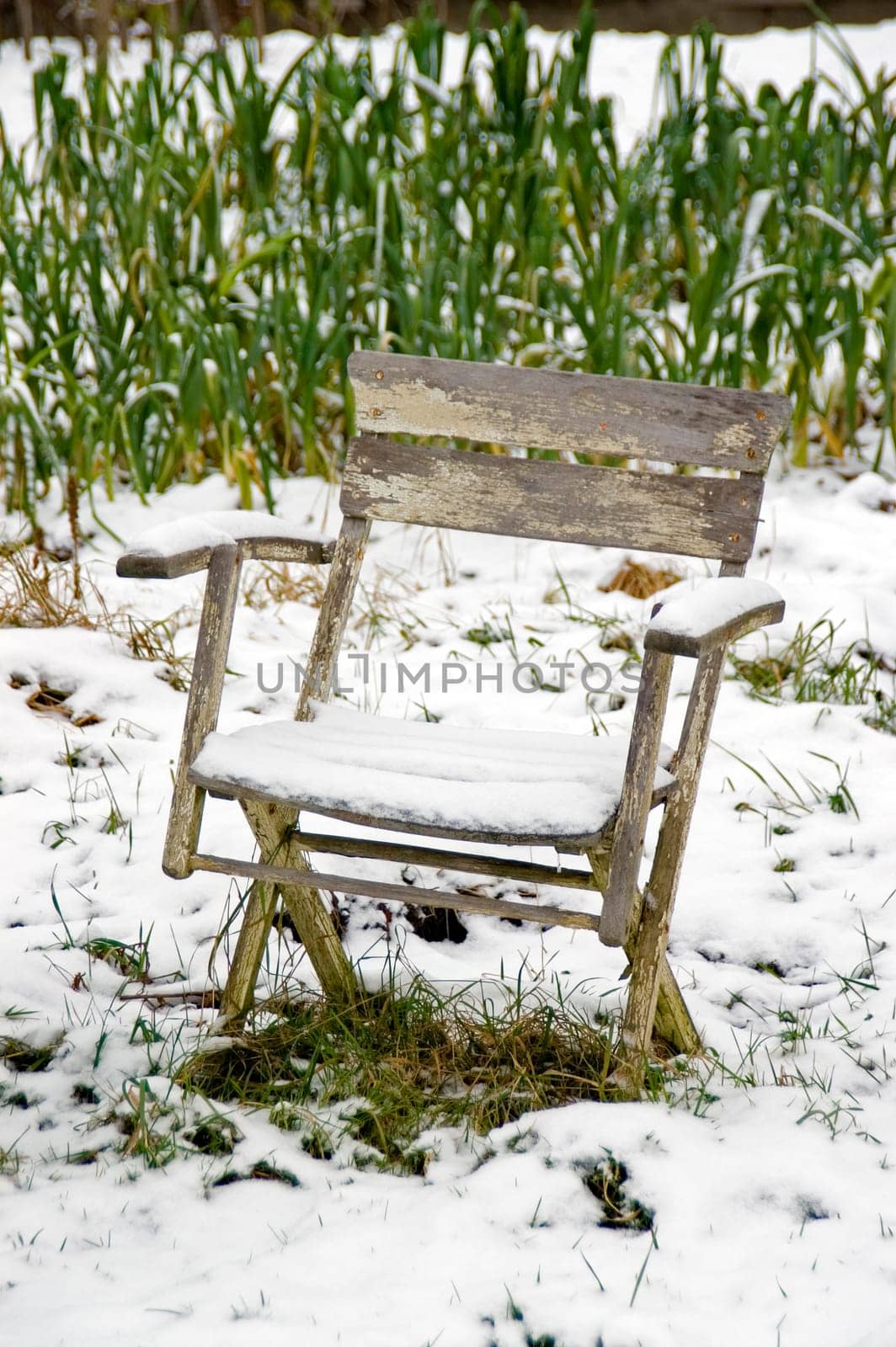 Abondoned snow covered chair in a snowy allotment in front of a leek bed