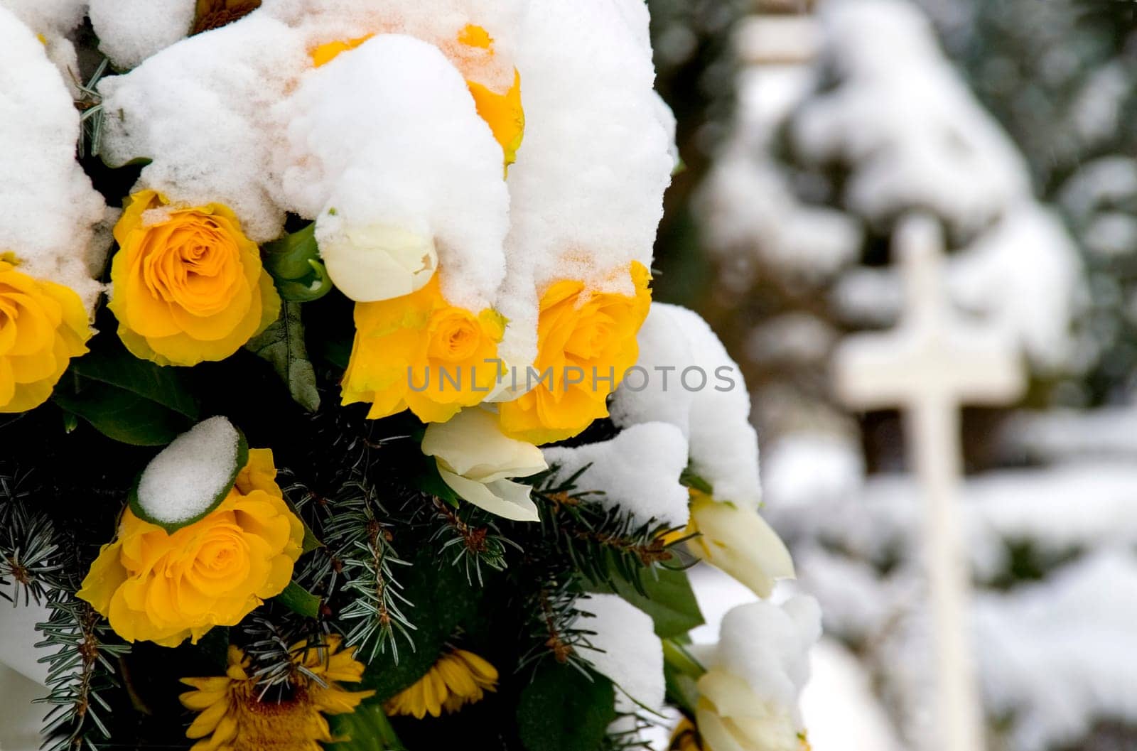 Close up of snow covered yellow roses as part of a memorial wreath with a white cross in the background