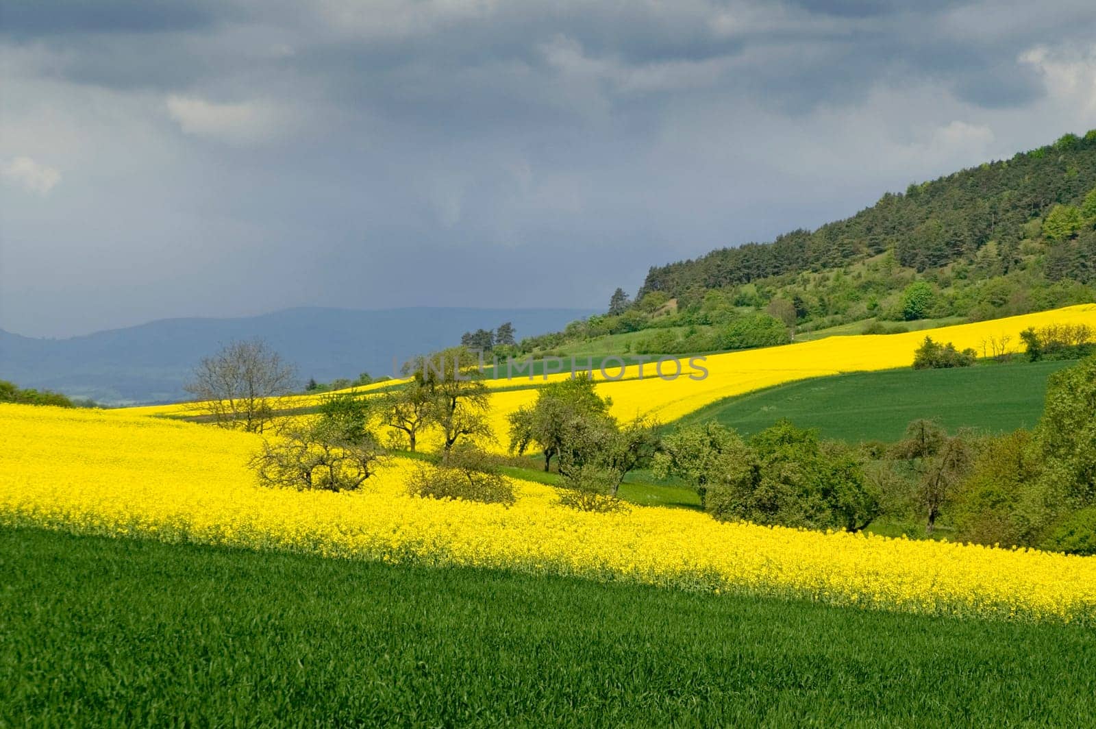 Blooming canola fields on the hillside against a low mountain range. With space for copy.