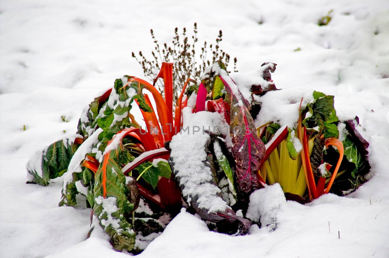 Red mangel in the snow on a wintry garden patch