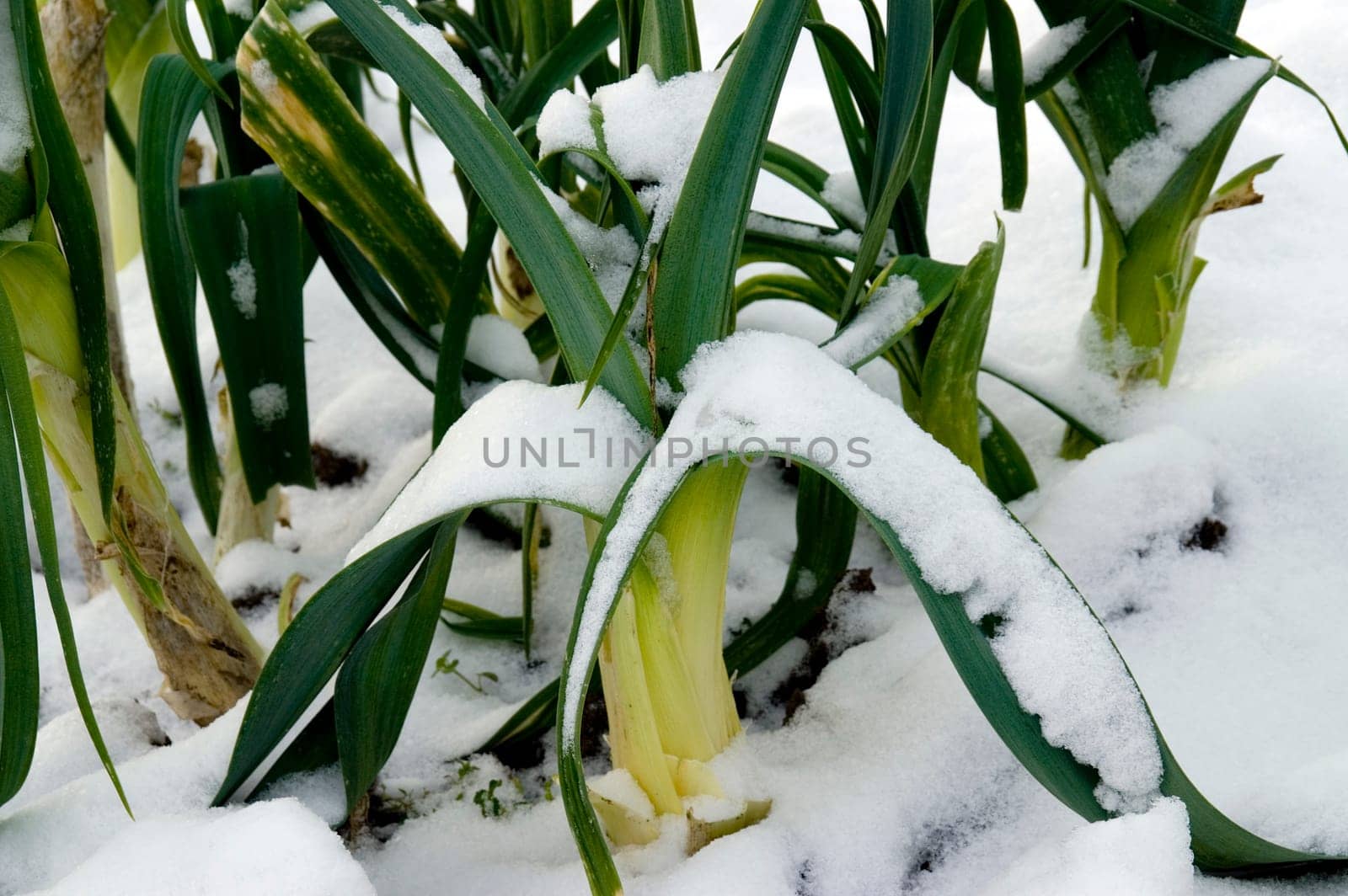 Close up of snowcovered leek on a vegetable garden ground