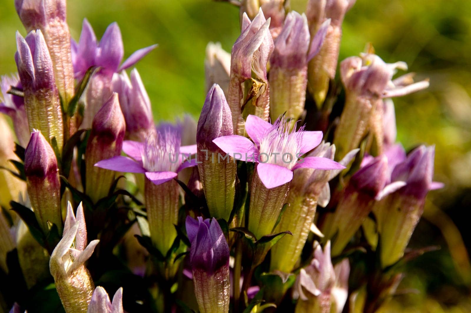 Close up the blossoming of the scarce chiltern gentian (Gentanella Germanica)