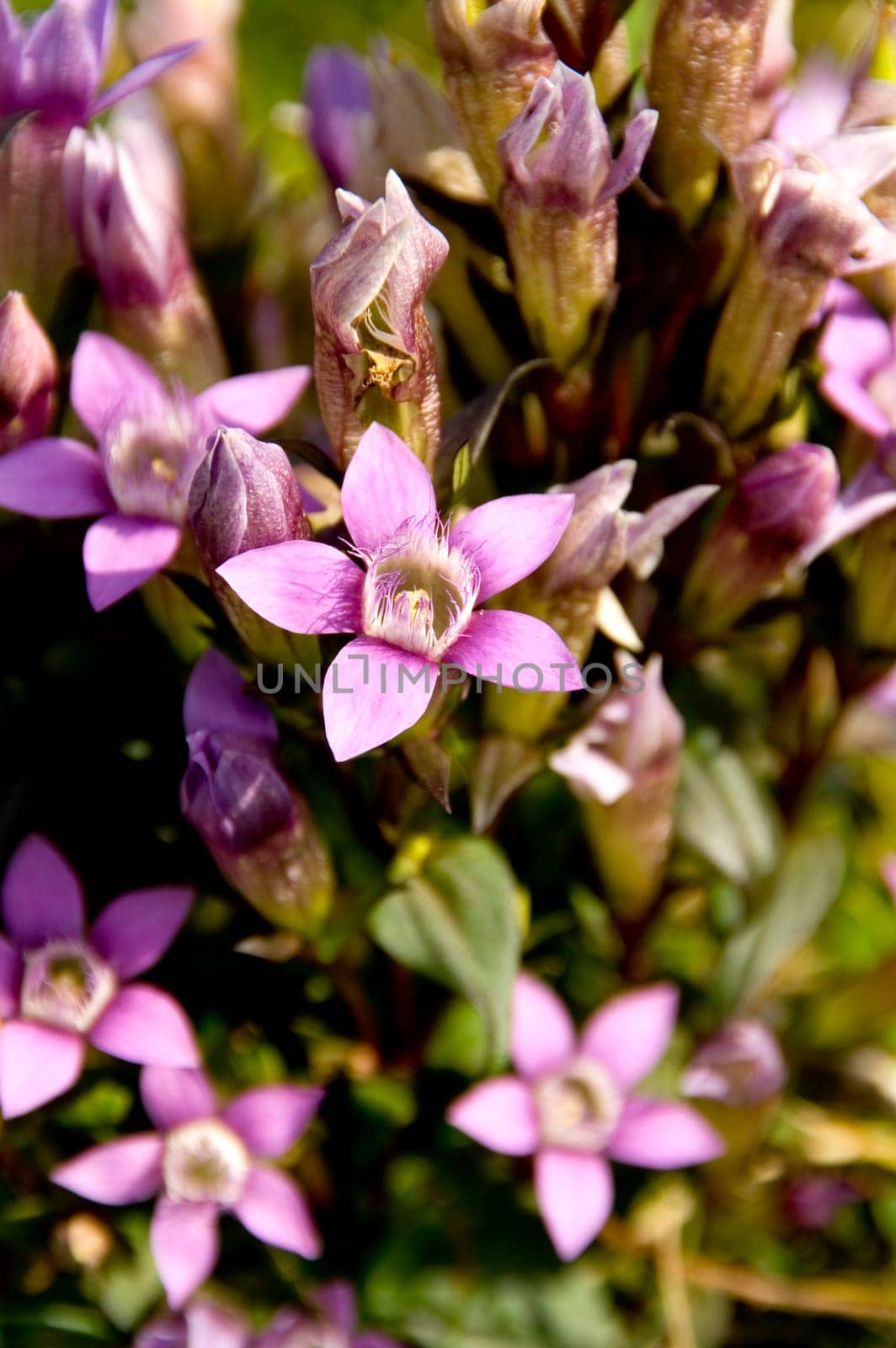 Close up the blossoming of the scarce chiltern gentian (Gentanella Germanica)