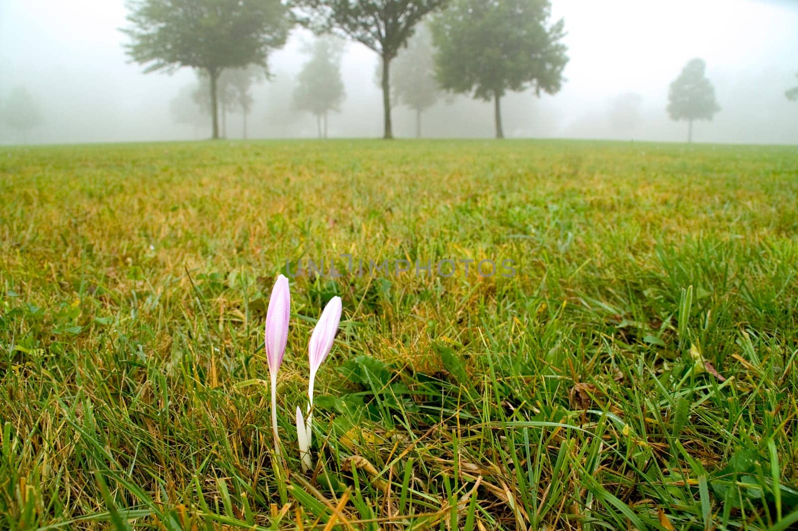 Two autumn crocuses left over on a freshly mown meadow. With space for copy.