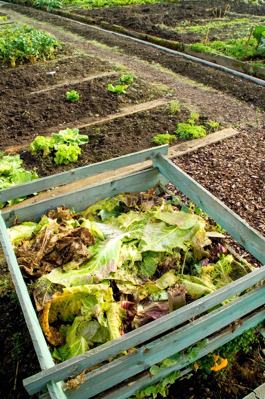 Cabbage leaves in a compost bin on a vegetable garden patch