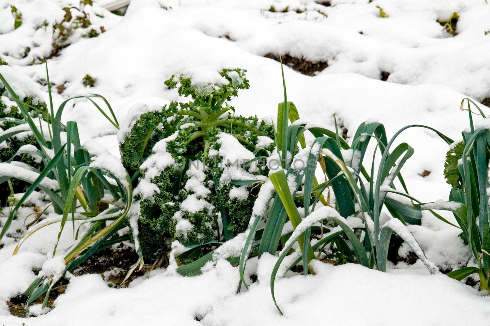 Snowcovered kale and leeks on a vegetable garden patch