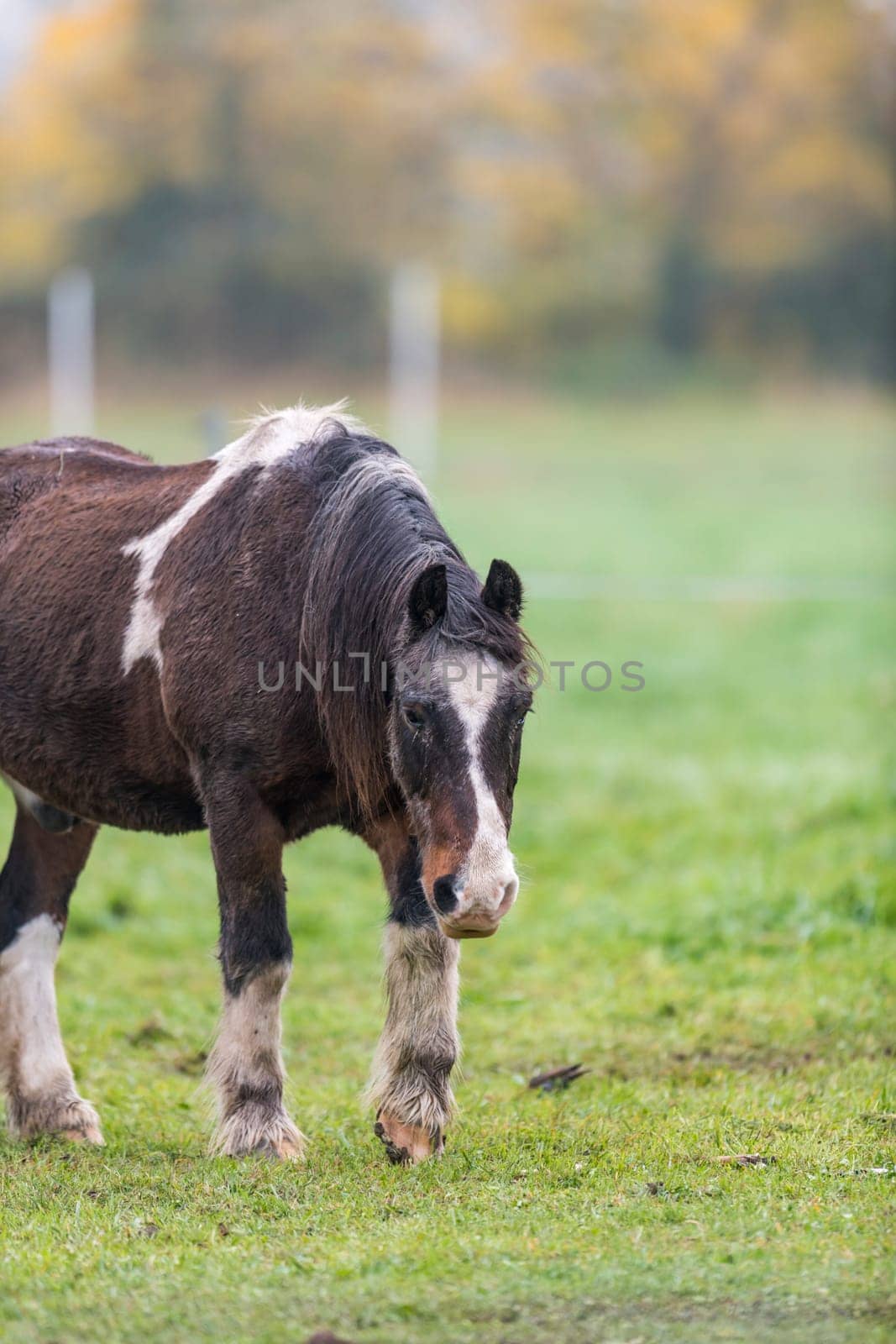 Brown horse with dirty fur is walking on a meadow in front of blurred background