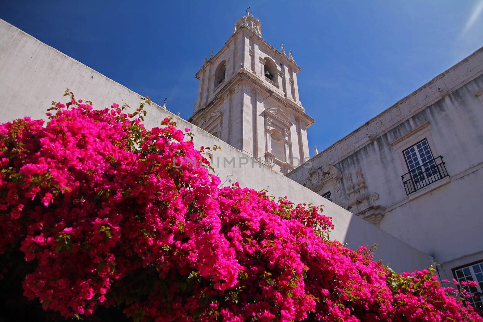 The pink colored flowers and the white building