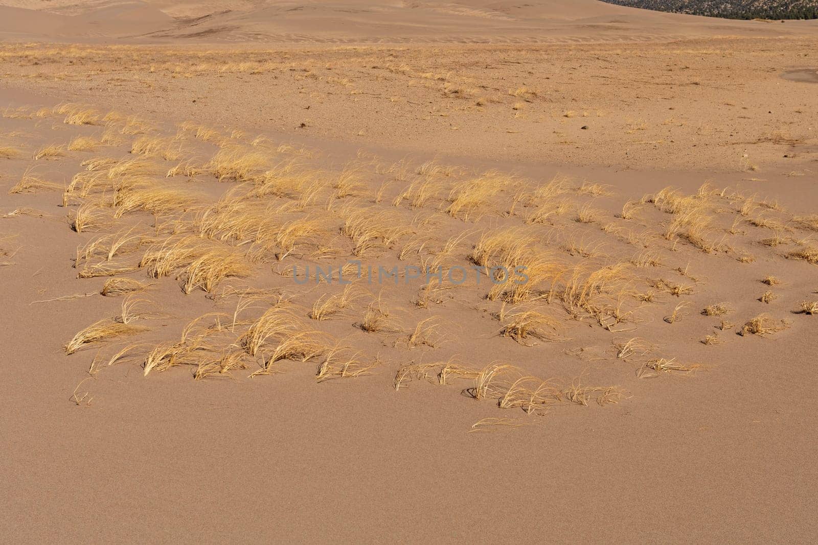 Blowout grass in the Sand Dunes in the Great Sand Dunes National Park in Colorado