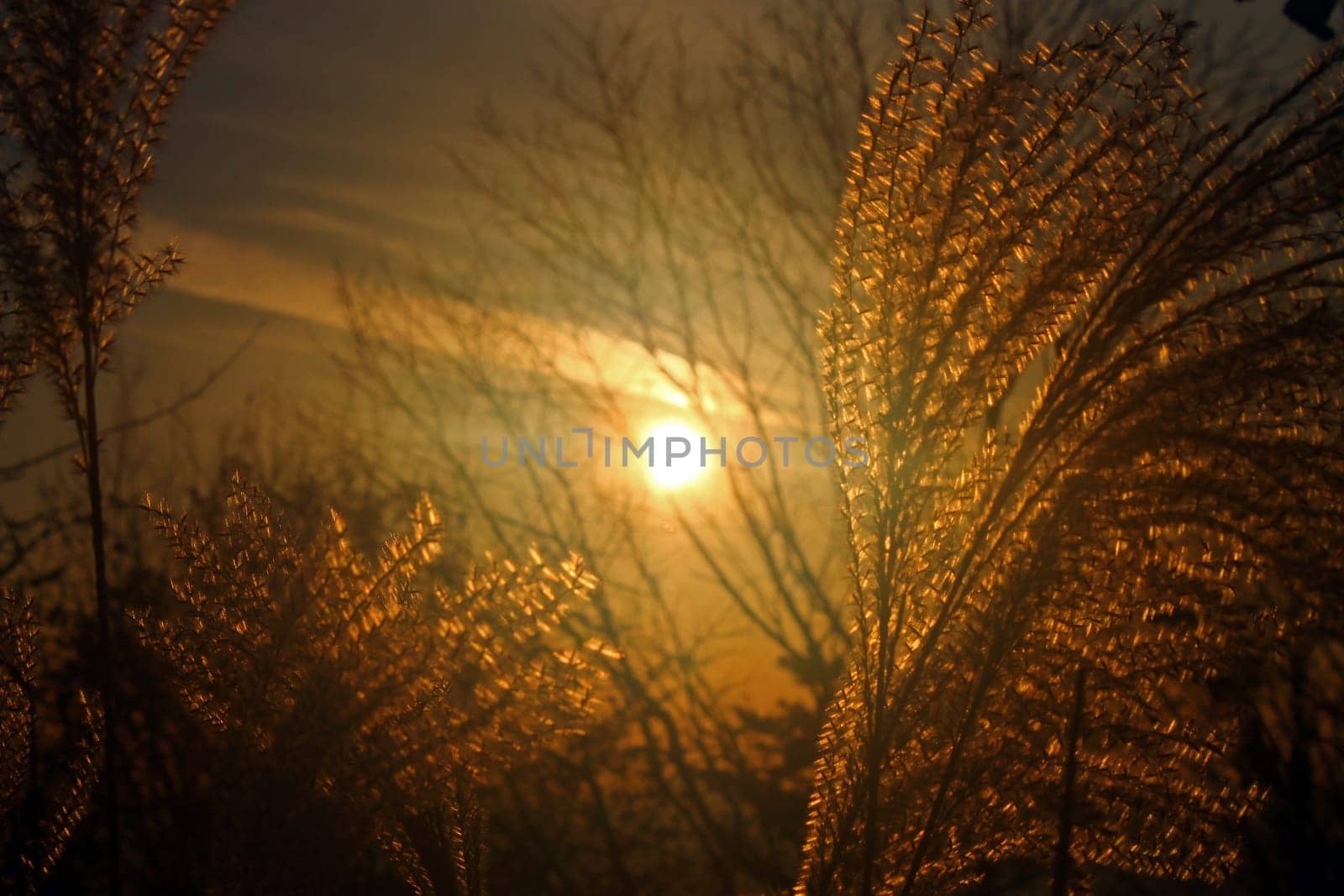 The yellow sunset and the white ears