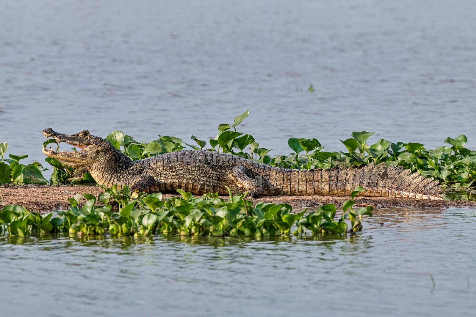 Spectacled caiman (Caiman crocodilus yacare),Pantanal,Mato Grosso,Brazil