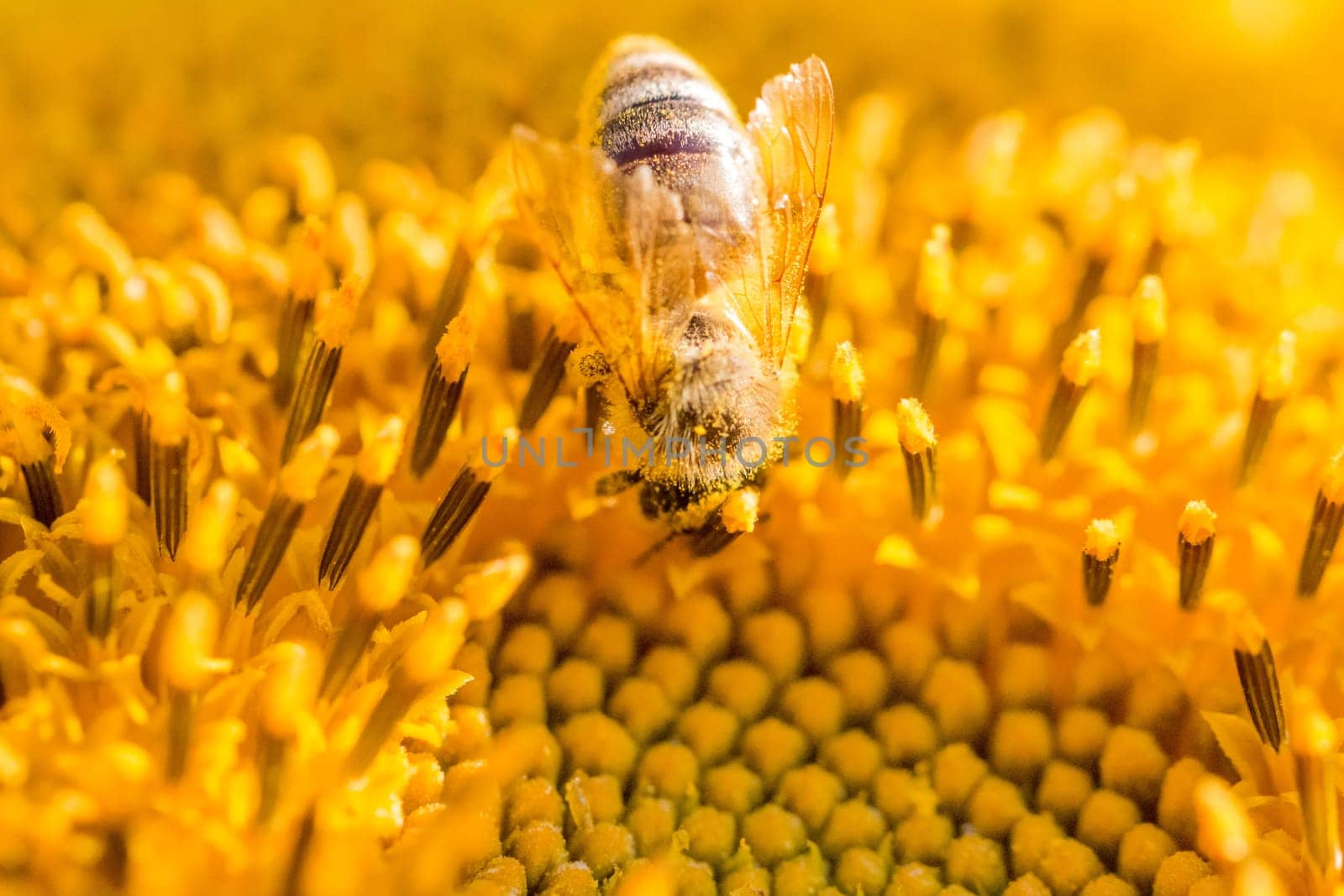 Animal sitting at summer sun flower and collect for important environment ecology sustainability. Awareness of nature climate change.