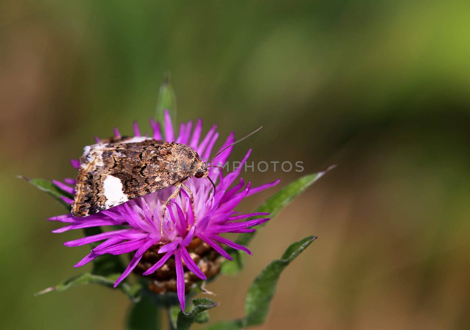 Field weeping owl Tyta luctuosa as macro image