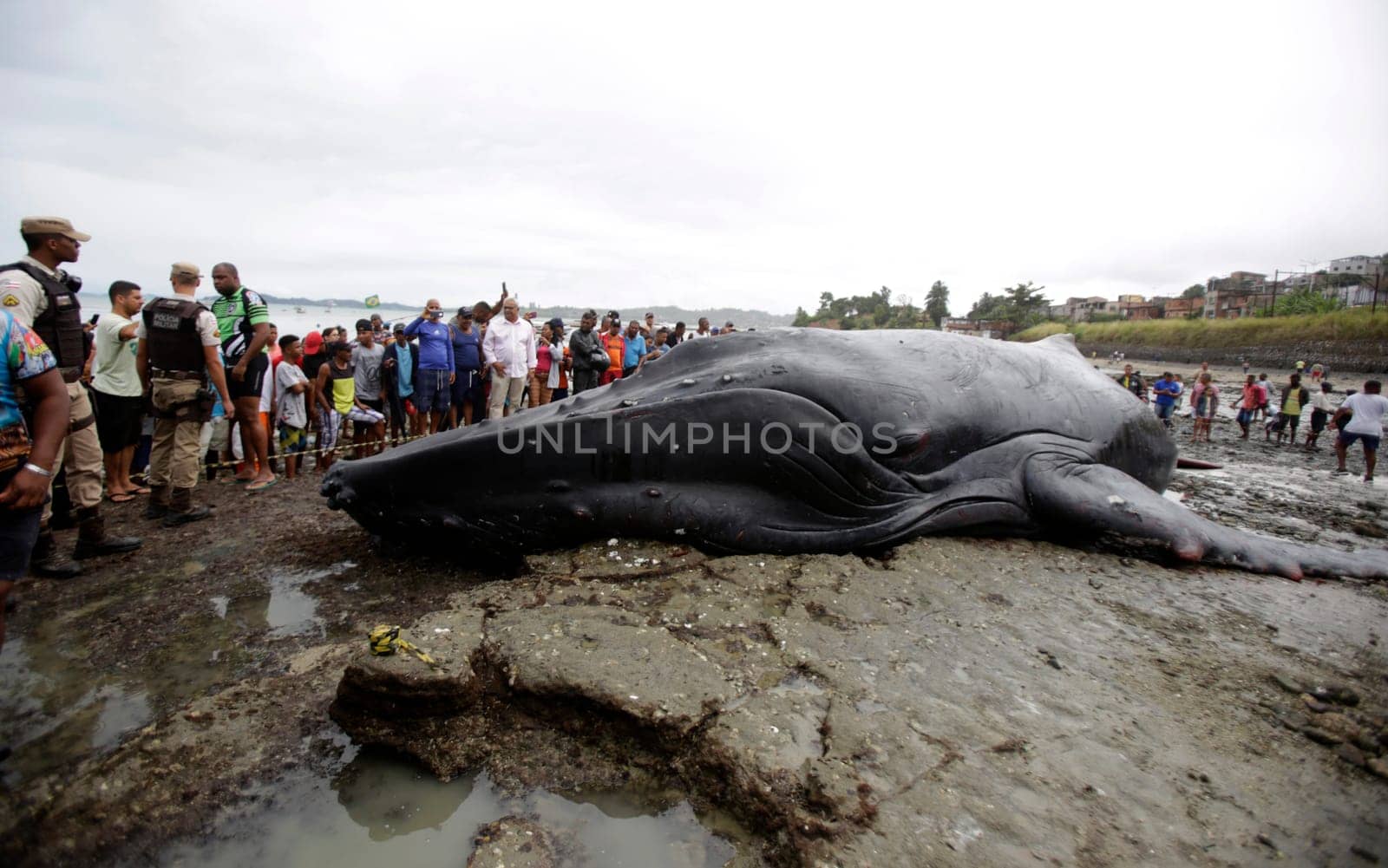 SALVADOR, BAHIA/BRAZIL - August 30, 2019: A humpback whale dies while running aground on Coutos beach in Salvador (BA). The animal entered the Bay of All Saints and ran aground.  (Joa Souza / Panthermedia).