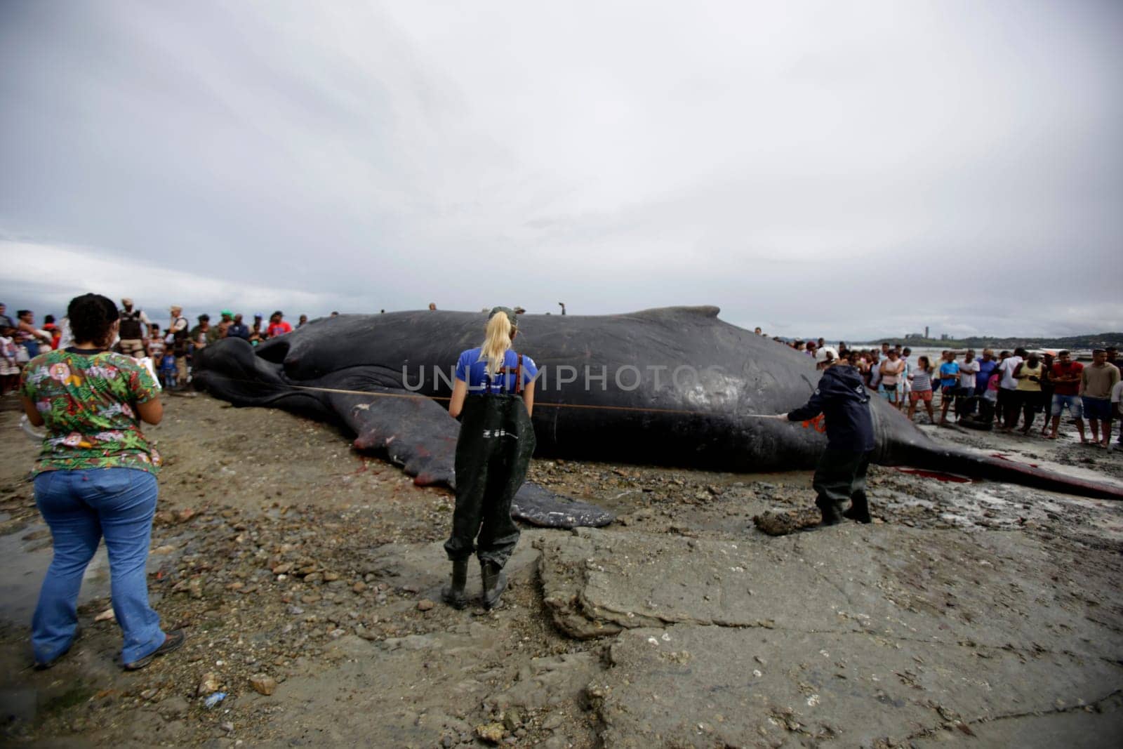 SALVADOR, BAHIA/BRAZIL - August 30, 2019: A humpback whale dies while running aground on Coutos beach in Salvador (BA). The animal entered the Bay of All Saints and ran aground.  (Joa Souza / Panthermedia).