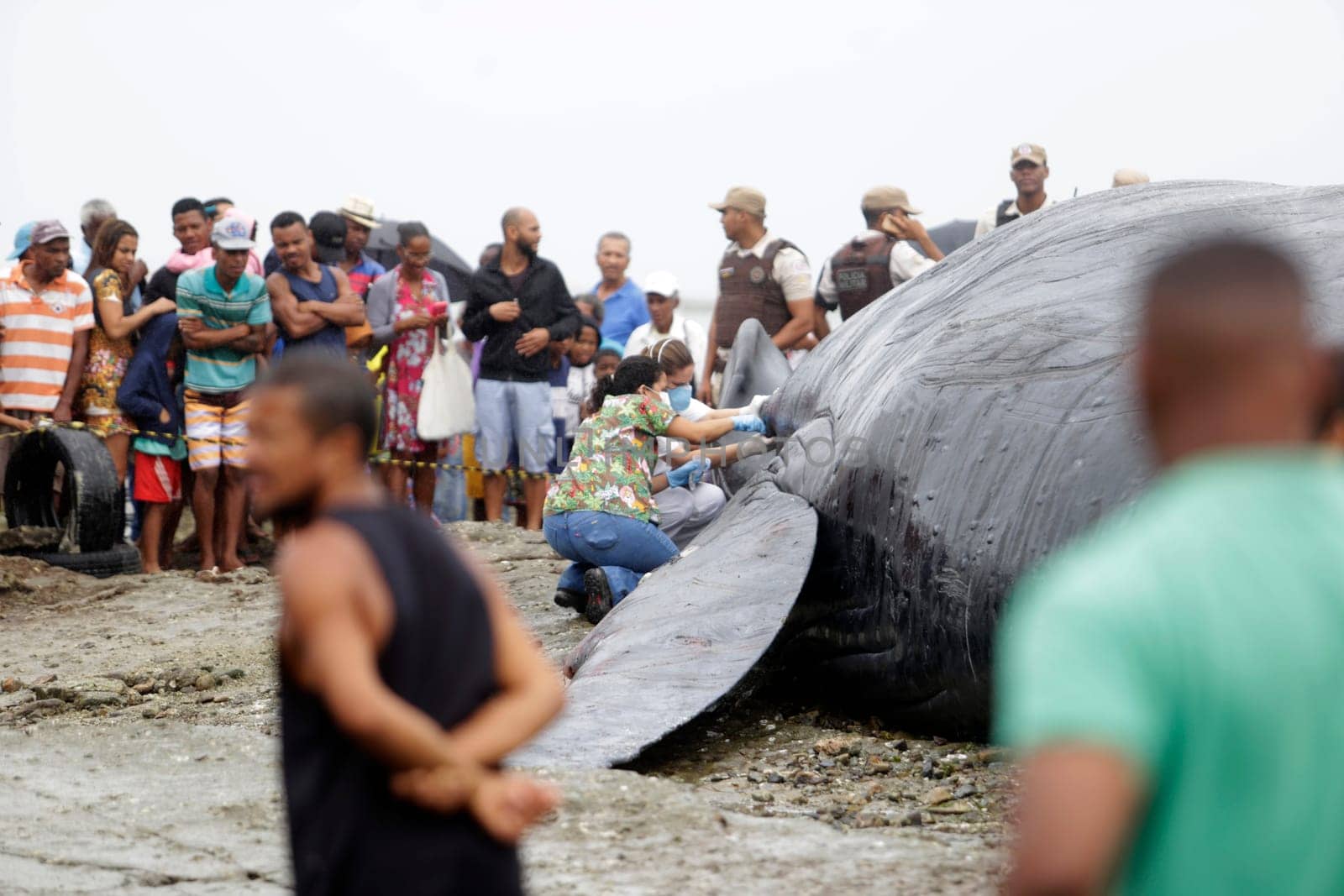 SALVADOR, BAHIA/BRAZIL - August 30, 2019: A humpback whale dies while running aground on Coutos beach in Salvador (BA). The animal entered the Bay of All Saints and ran aground.  (Joa Souza / Panthermedia).