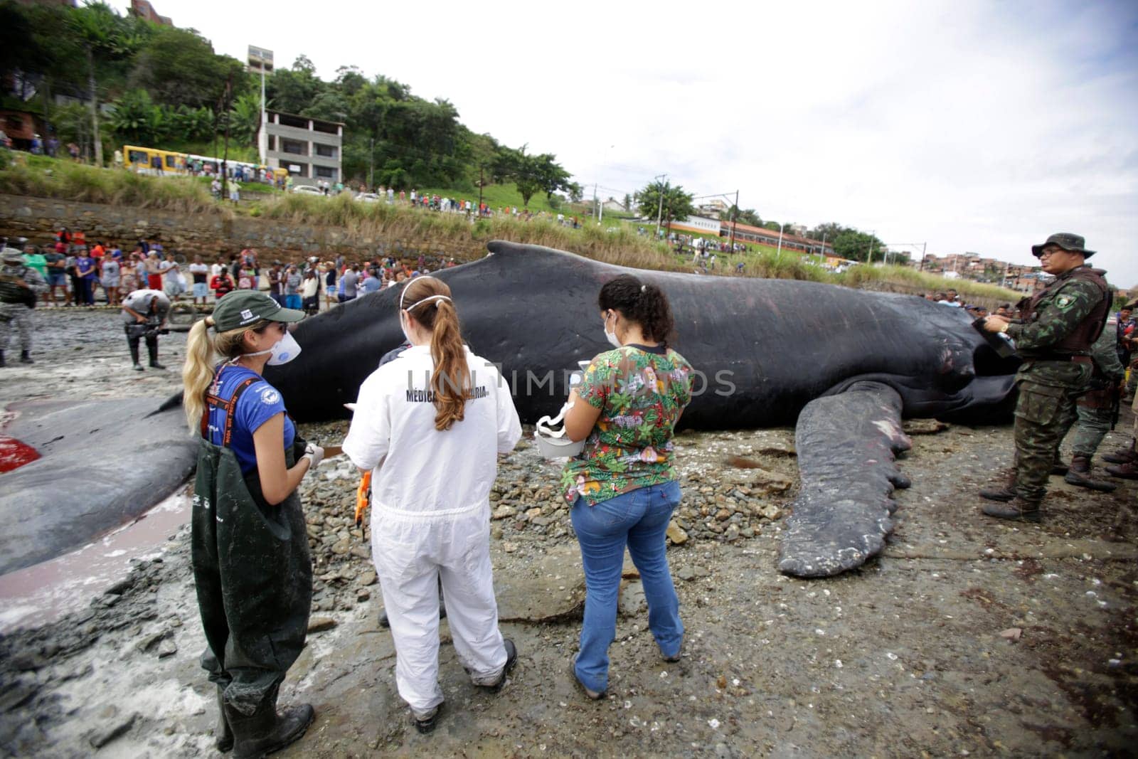 SALVADOR, BAHIA/BRAZIL - August 30, 2019: A humpback whale dies while running aground on Coutos beach in Salvador (BA). The animal entered the Bay of All Saints and ran aground.  (Joa Souza / Panthermedia).