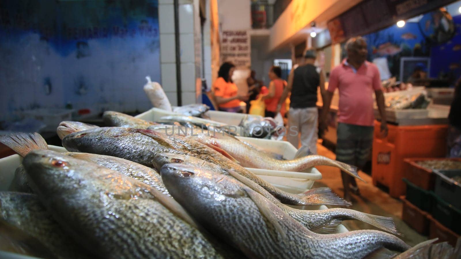 SALVADOR, BAHIA / BRAZIL - November 6, 2019: Fish and seafood for sale at the São Joaquim Fair in Salvador (BA). Due to oil spills in the Brazilian Sea, traders complain that they are not selling fish. (Joa Souza / Panthermedia).