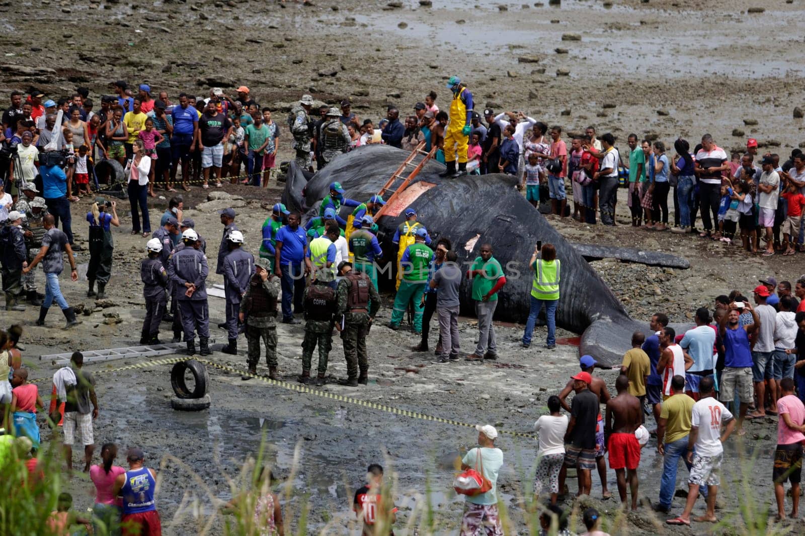 SALVADOR, BAHIA/BRAZIL - August 30, 2019: A humpback whale dies while running aground on Coutos beach in Salvador (BA). The animal entered the Bay of All Saints and ran aground.  (Joa Souza / Panthermedia).
