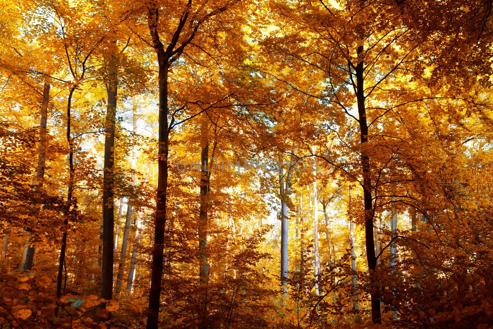 Beautiful autumn colors in the forest in November