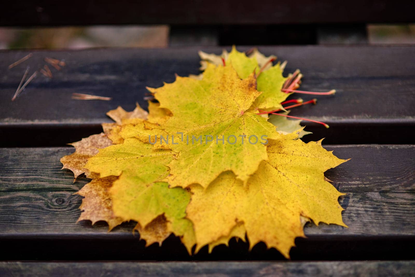 Yellow maple leaves on a bench lying in a stack, in defocus