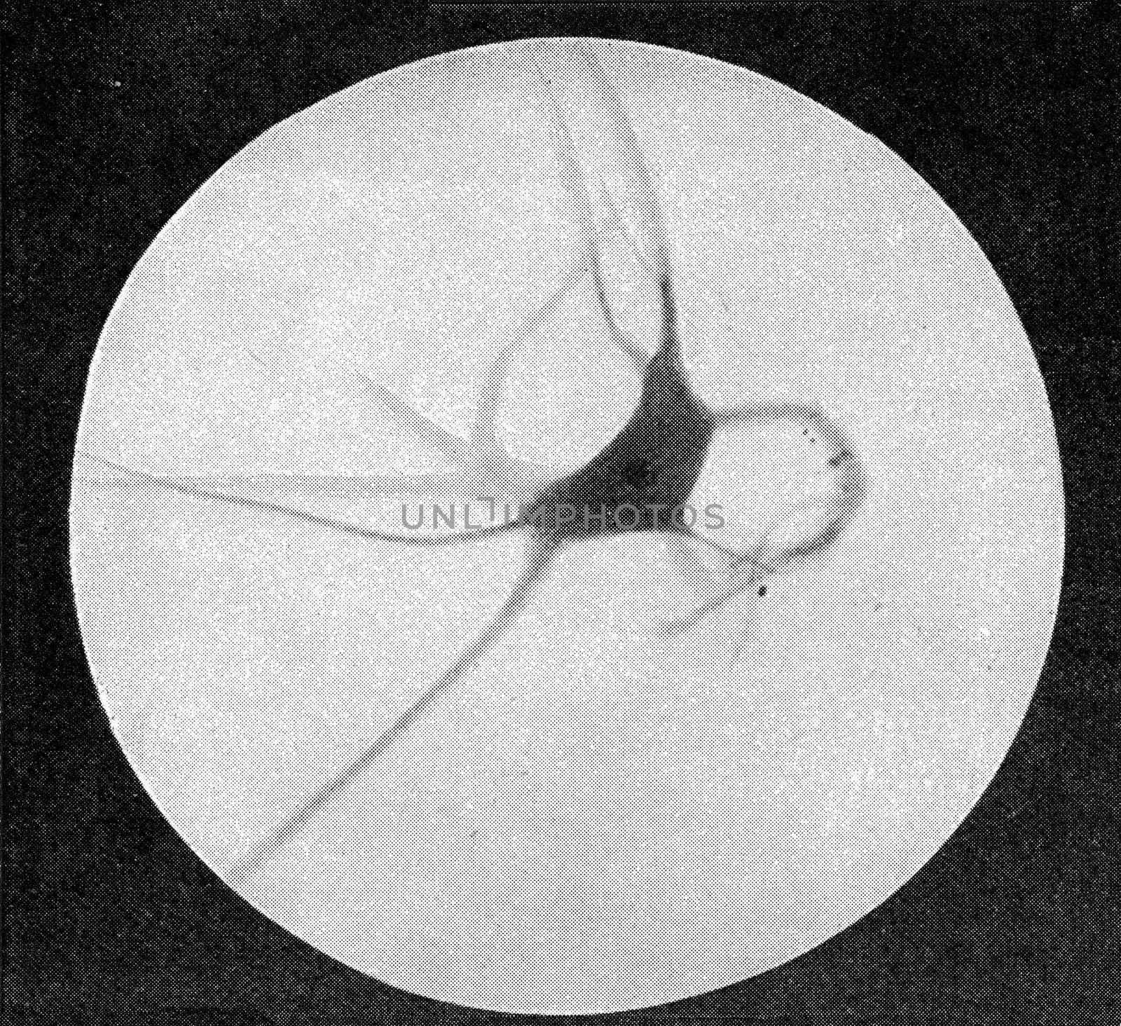 Nerve cell with moderately large growths, vintage engraved illustration. From the Universe and Humanity, 1910..