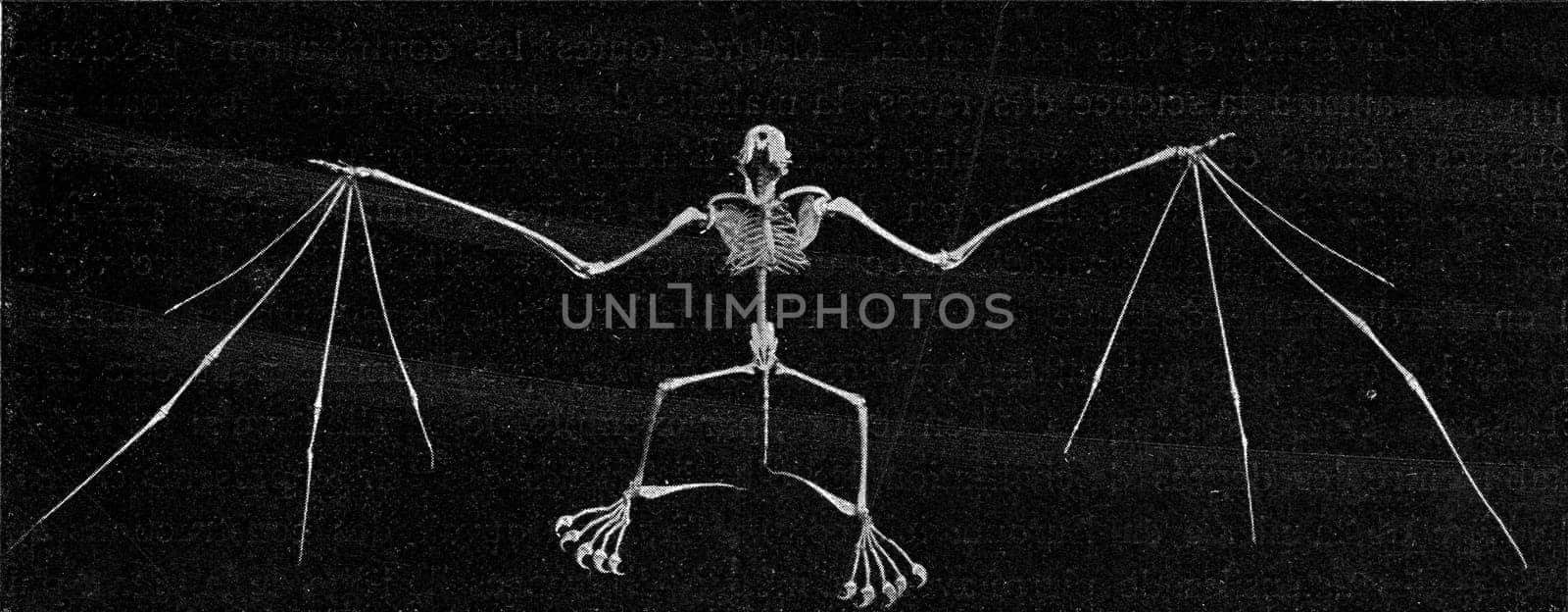 Skeleton of a bat, vintage engraved illustration. From the Universe and Humanity, 1910..