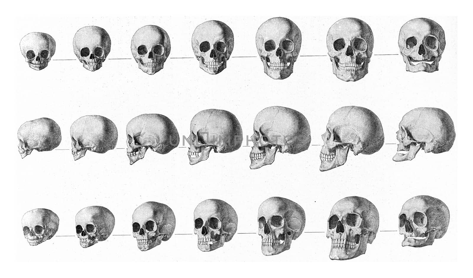 Transformations of the human skull from childhood to old age, vintage engraved illustration. From the Universe and Humanity, 1910..