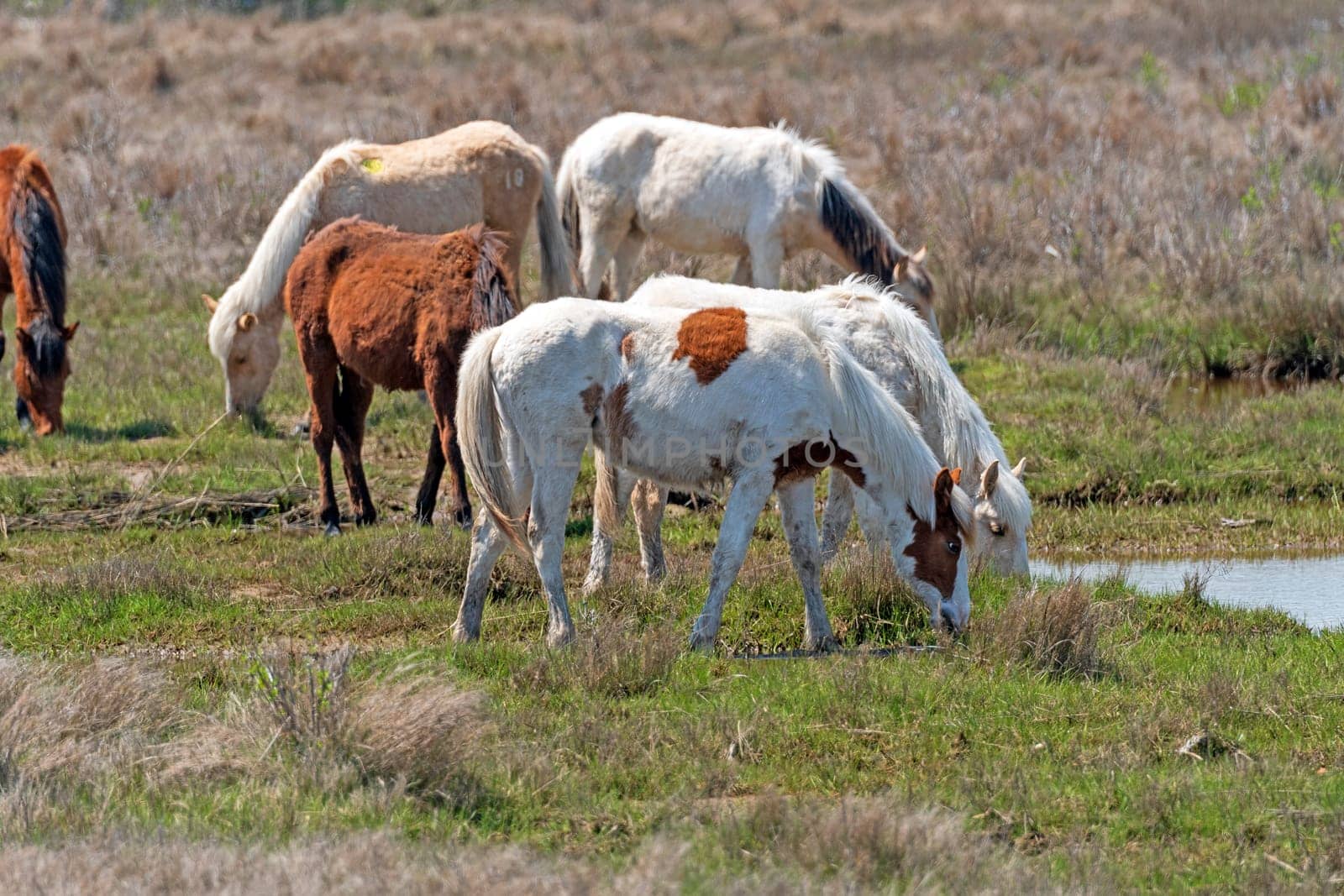 Wild Ponies in a Wetland Grassland in Chincoteague Wildlife Refuge in Virginia