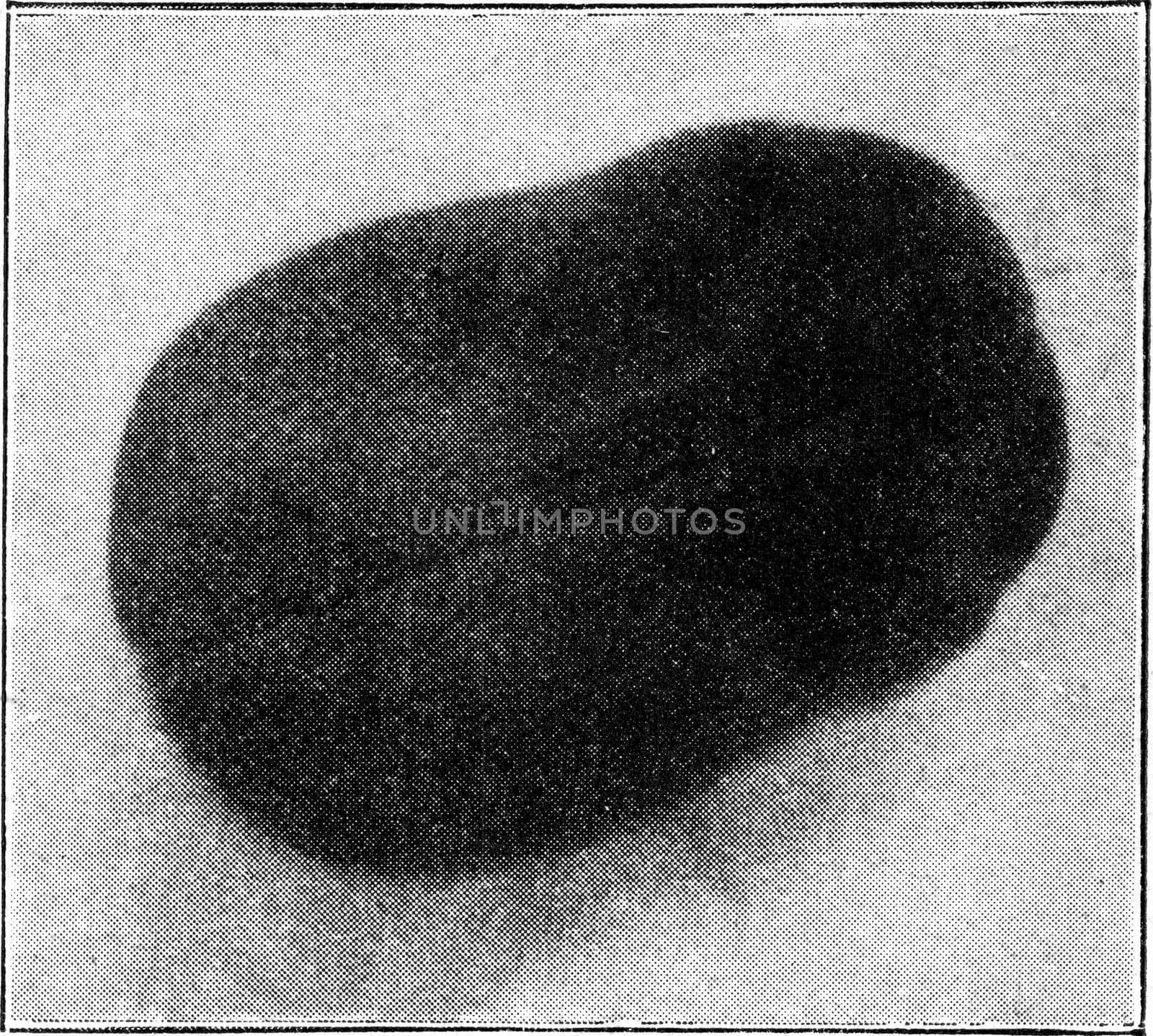The middle line represents the attachment of the central nervous system, vintage engraved illustration. From the Universe and Humanity, 1910..