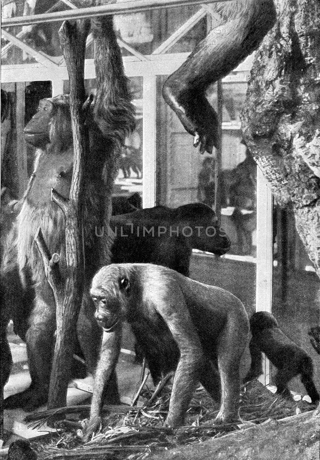 Group of gorillas with their nest, vintage engraved illustration. From the Universe and Humanity, 1910..